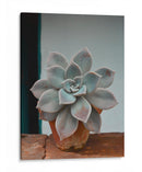 Suculenta en macetita | Cuadro decorativo de Canvas Lab