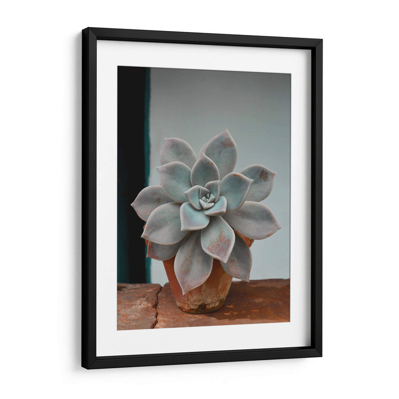 Suculenta en macetita | Cuadro decorativo de Canvas Lab