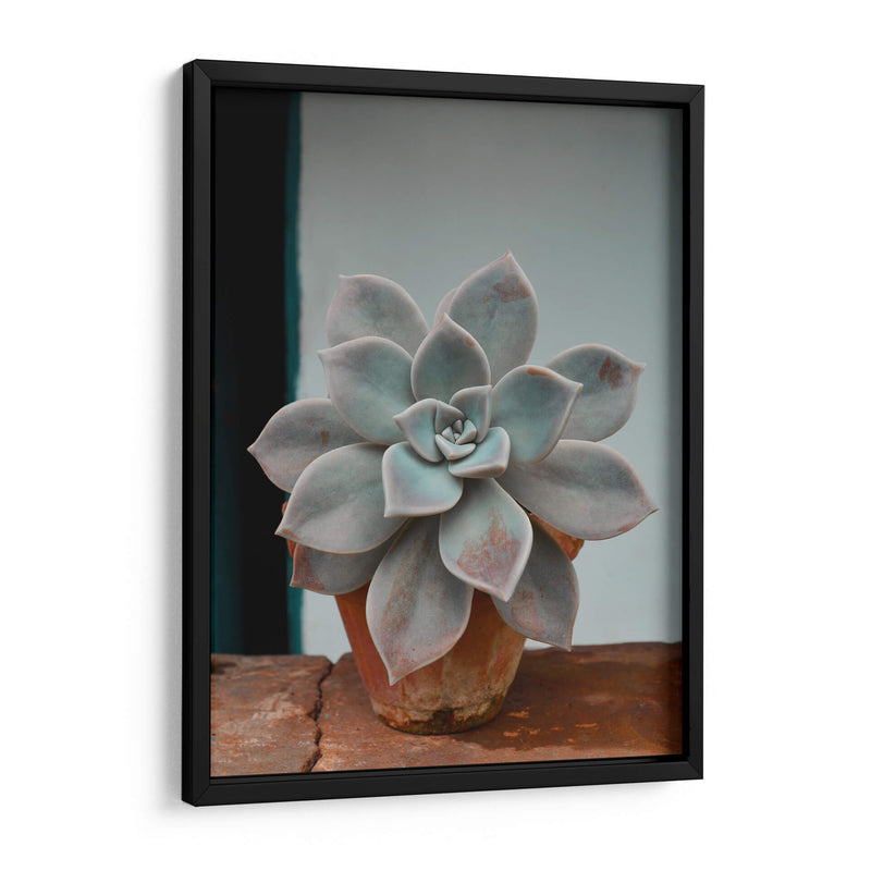 Suculenta en macetita | Cuadro decorativo de Canvas Lab