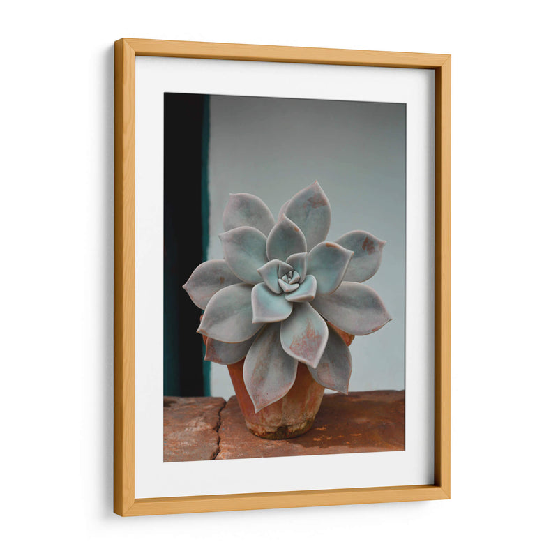 Suculenta en macetita | Cuadro decorativo de Canvas Lab