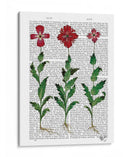 Clavel Italiano 1 - Fab Funky | Cuadro decorativo de Canvas Lab