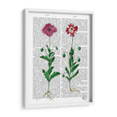 Clavel Italiano 3 - Fab Funky | Cuadro decorativo de Canvas Lab