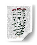 Clavel Italiano 6 - Fab Funky | Cuadro decorativo de Canvas Lab