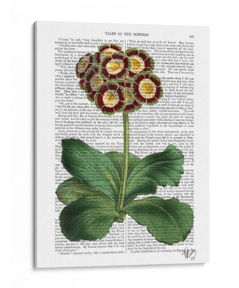 Primula Auricula Rojo - Fab Funky | Cuadro decorativo de Canvas Lab