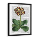 Primula Auricula Rojo - Fab Funky | Cuadro decorativo de Canvas Lab