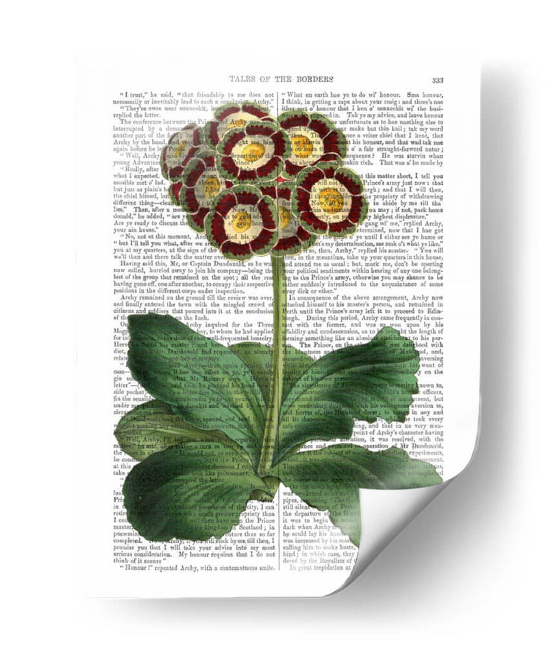 Primula Auricula Rojo - Fab Funky | Cuadro decorativo de Canvas Lab