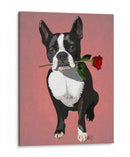 Boston Terrier Con Rosa En Boca - Fab Funky | Cuadro decorativo de Canvas Lab