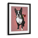 Boston Terrier Con Rosa En Boca - Fab Funky | Cuadro decorativo de Canvas Lab