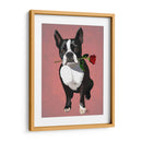 Boston Terrier Con Rosa En Boca - Fab Funky | Cuadro decorativo de Canvas Lab