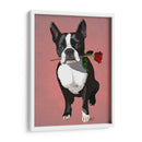 Boston Terrier Con Rosa En Boca - Fab Funky | Cuadro decorativo de Canvas Lab