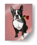 Boston Terrier Con Rosa En Boca - Fab Funky | Cuadro decorativo de Canvas Lab