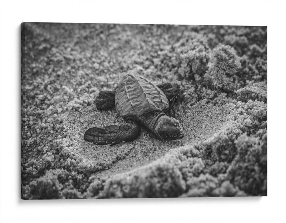 Tortuga estrenando el mundo | Cuadro decorativo de Canvas Lab