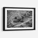 Tortuga estrenando el mundo | Cuadro decorativo de Canvas Lab