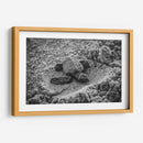 Tortuga estrenando el mundo | Cuadro decorativo de Canvas Lab