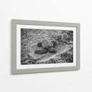 Tortuga estrenando el mundo | Cuadro decorativo de Canvas Lab