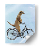 Meerkat En Bicicleta - Fab Funky | Cuadro decorativo de Canvas Lab