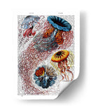 Anémona De Mar - Fab Funky | Cuadro decorativo de Canvas Lab