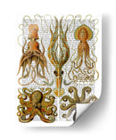 Pulpo Y Calamar - Fab Funky | Cuadro decorativo de Canvas Lab