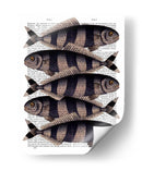 Cinco Pescados A Rayas - Fab Funky | Cuadro decorativo de Canvas Lab