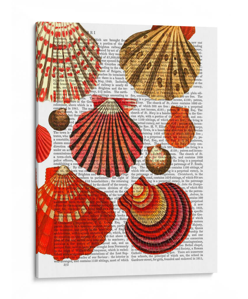 Conchas De Almejas Rojas - Fab Funky | Cuadro decorativo de Canvas Lab