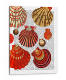Conchas De Almejas Rojas - Fab Funky | Cuadro decorativo de Canvas Lab