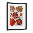 Conchas De Almejas Rojas - Fab Funky | Cuadro decorativo de Canvas Lab