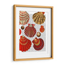 Conchas De Almejas Rojas - Fab Funky | Cuadro decorativo de Canvas Lab