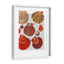 Conchas De Almejas Rojas - Fab Funky | Cuadro decorativo de Canvas Lab