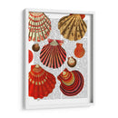 Conchas De Almejas Rojas - Fab Funky | Cuadro decorativo de Canvas Lab