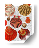 Conchas De Almejas Rojas - Fab Funky | Cuadro decorativo de Canvas Lab