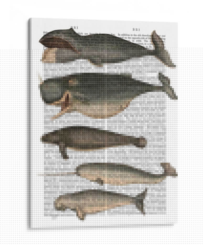 Cinco Ballenas Vintage - Fab Funky | Cuadro decorativo de Canvas Lab