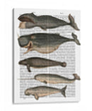 Cinco Ballenas Vintage - Fab Funky | Cuadro decorativo de Canvas Lab