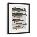 Cinco Ballenas Vintage - Fab Funky | Cuadro decorativo de Canvas Lab