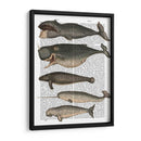 Cinco Ballenas Vintage - Fab Funky | Cuadro decorativo de Canvas Lab