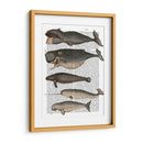 Cinco Ballenas Vintage - Fab Funky | Cuadro decorativo de Canvas Lab