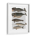 Cinco Ballenas Vintage - Fab Funky | Cuadro decorativo de Canvas Lab