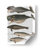 Cinco Ballenas Vintage - Fab Funky | Cuadro decorativo de Canvas Lab