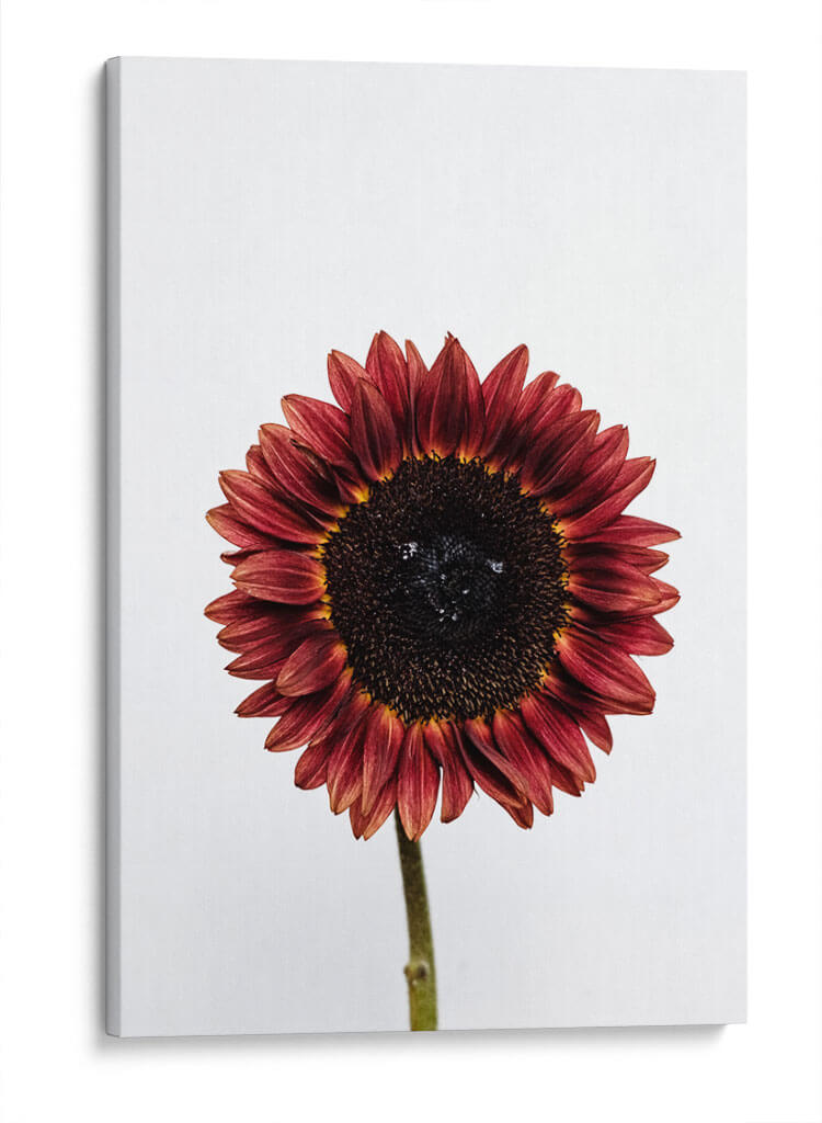 Una flor para ti | Cuadro decorativo de Canvas Lab