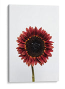 Una flor para ti | Cuadro decorativo de Canvas Lab