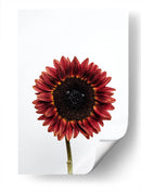 Una flor para ti | Cuadro decorativo de Canvas Lab