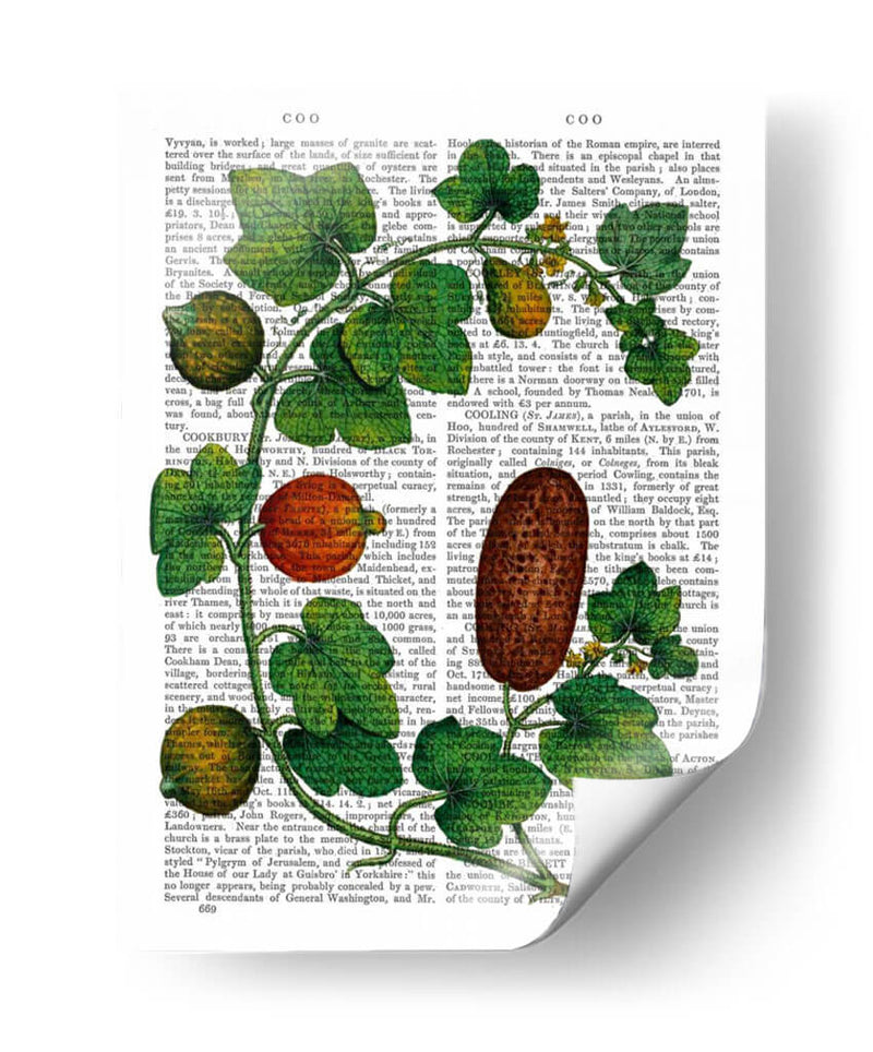 Squash Vine 3 - Fab Funky | Cuadro decorativo de Canvas Lab