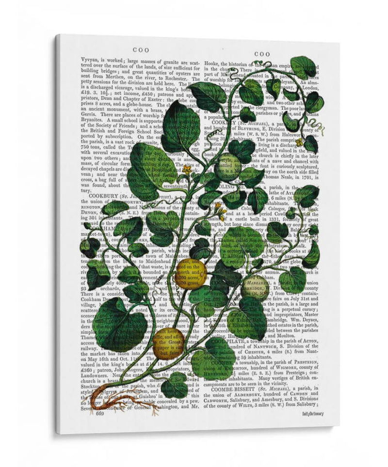 Squash Vine 4 - Fab Funky | Cuadro decorativo de Canvas Lab