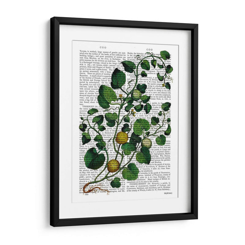 Squash Vine 4 - Fab Funky | Cuadro decorativo de Canvas Lab