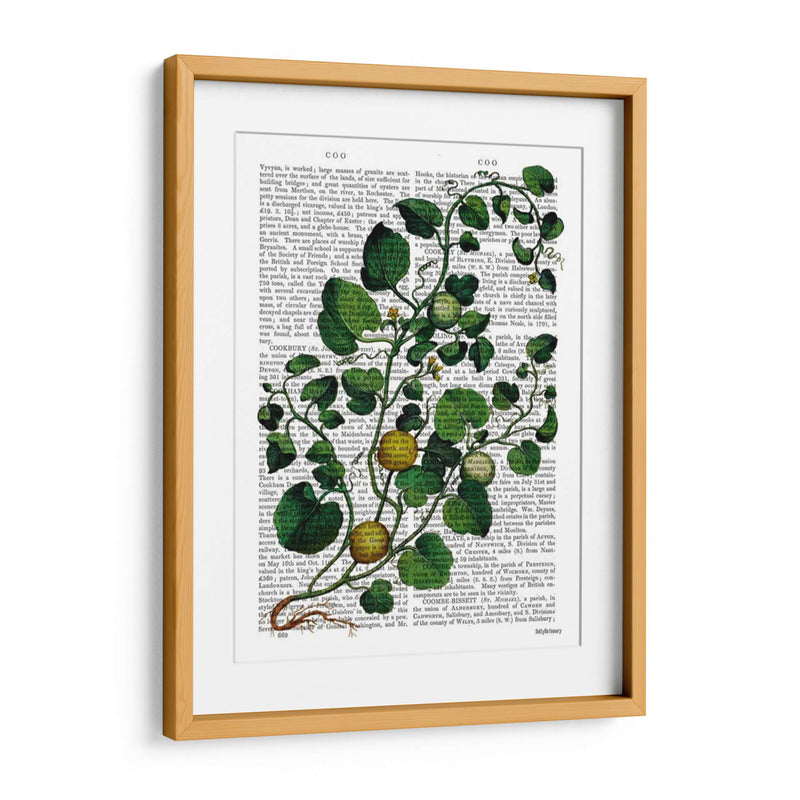 Squash Vine 4 - Fab Funky | Cuadro decorativo de Canvas Lab