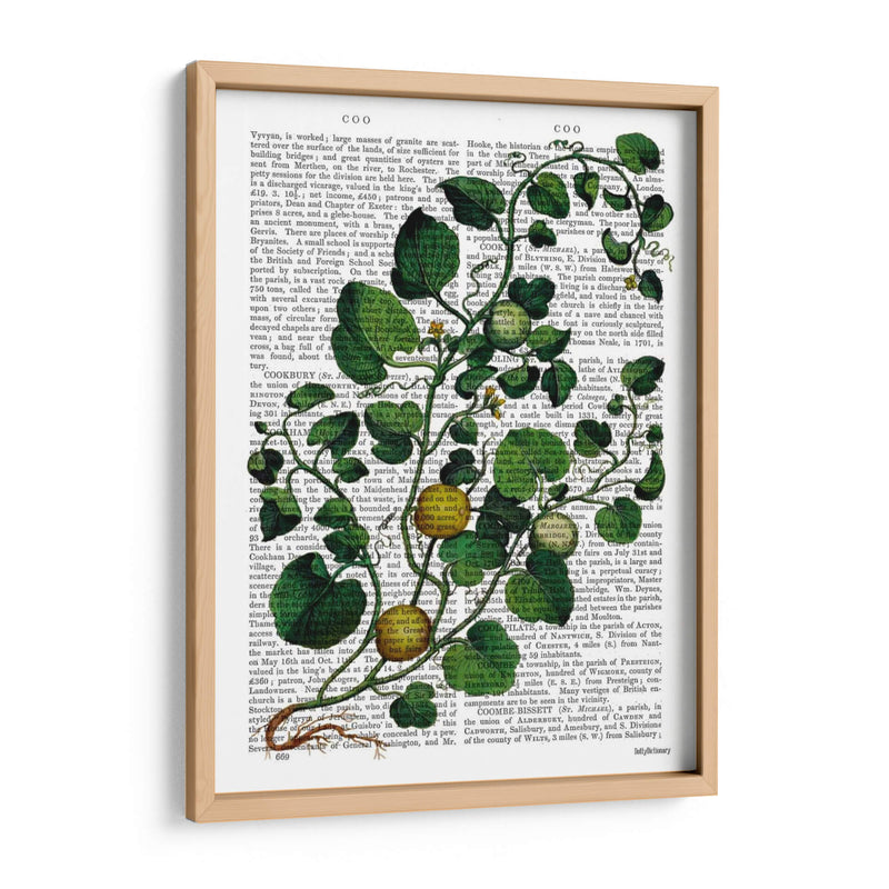 Squash Vine 4 - Fab Funky | Cuadro decorativo de Canvas Lab