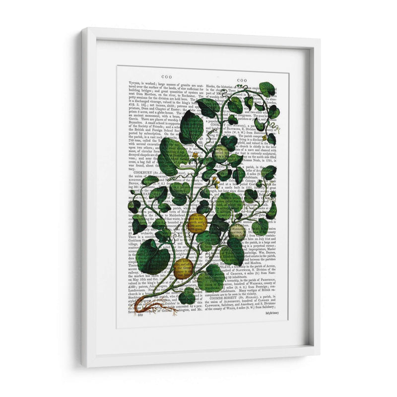 Squash Vine 4 - Fab Funky | Cuadro decorativo de Canvas Lab