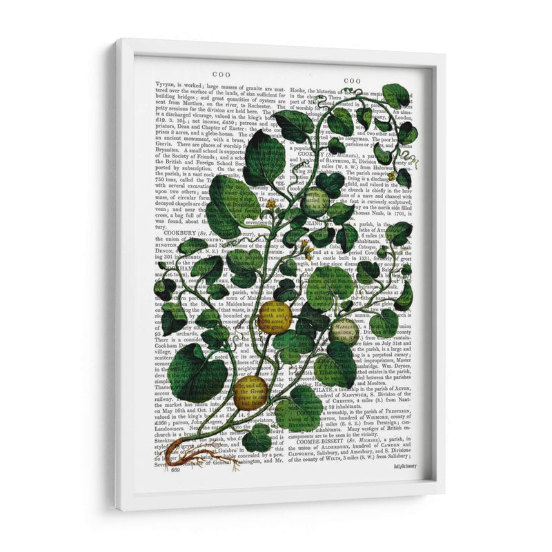 Squash Vine 4 - Fab Funky | Cuadro decorativo de Canvas Lab