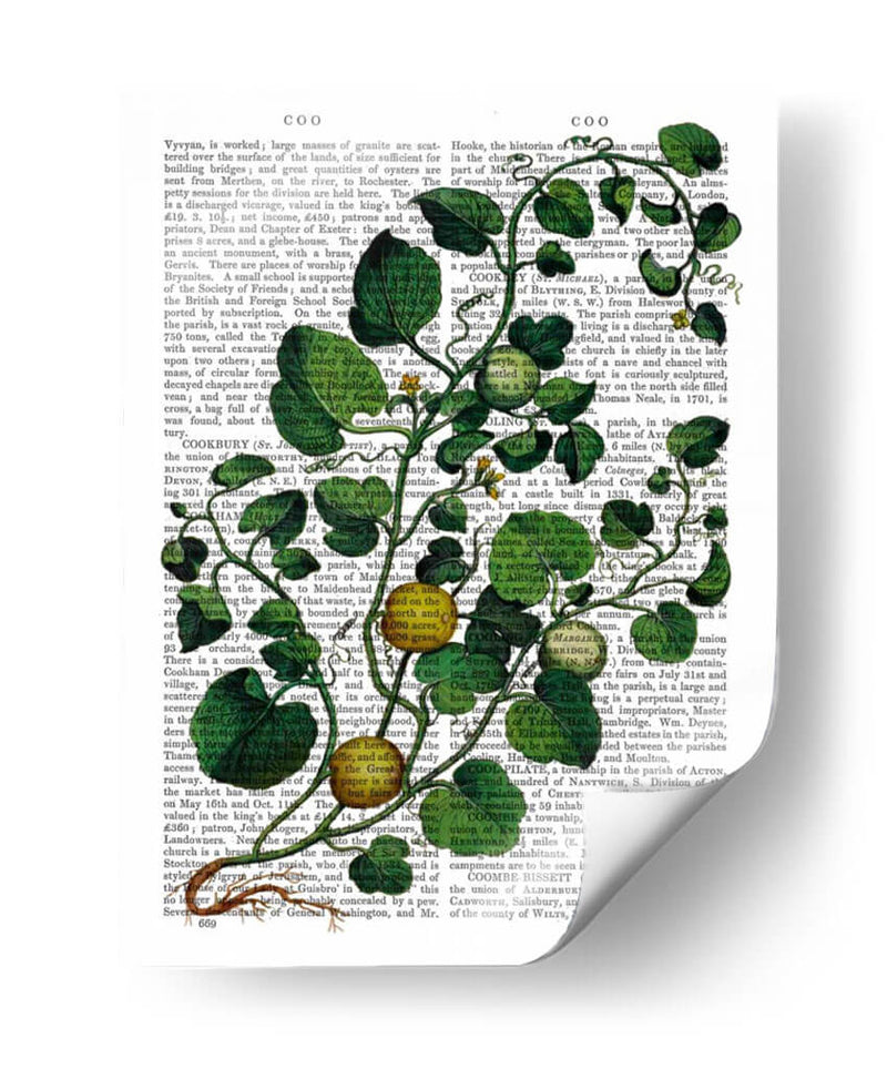 Squash Vine 4 - Fab Funky | Cuadro decorativo de Canvas Lab