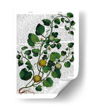 Squash Vine 4 - Fab Funky | Cuadro decorativo de Canvas Lab