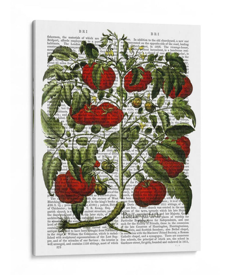 Planta De Tomate - Fab Funky | Cuadro decorativo de Canvas Lab